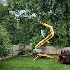 Best Sod Installation  in Allen, TX